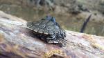 turtle on a log