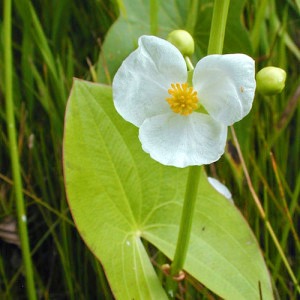 Broadleaf-Arrowhead2-300×3001 Broadleaf Arrowhead