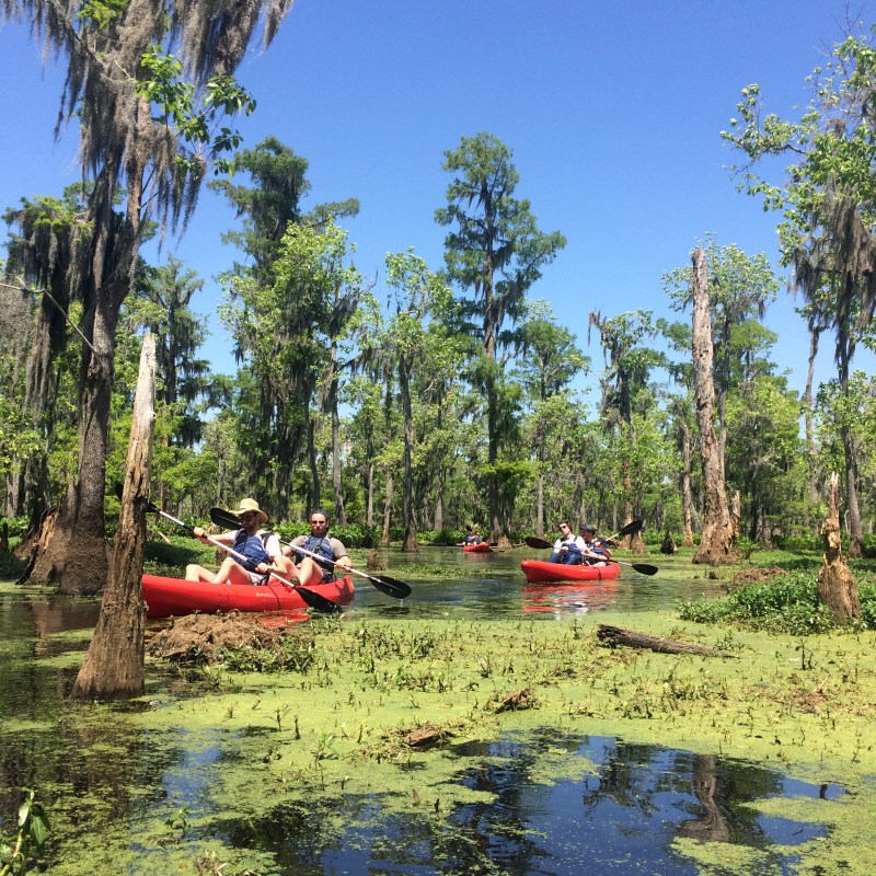 new orleans swamp tour