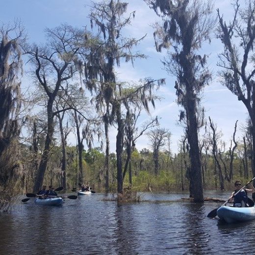 new orleans kayak swamp tour