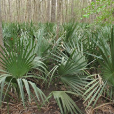 Palmetto