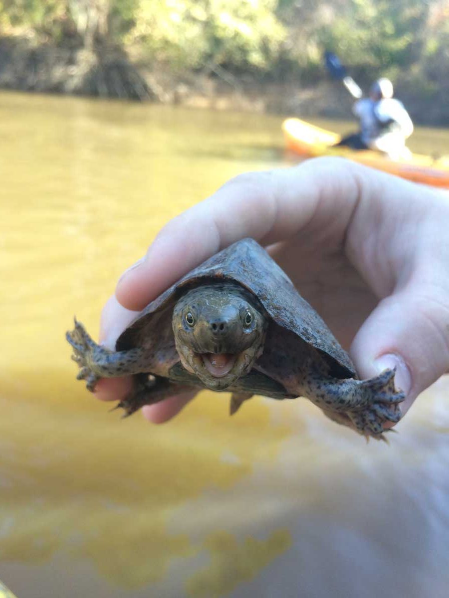 hand holding small turtle