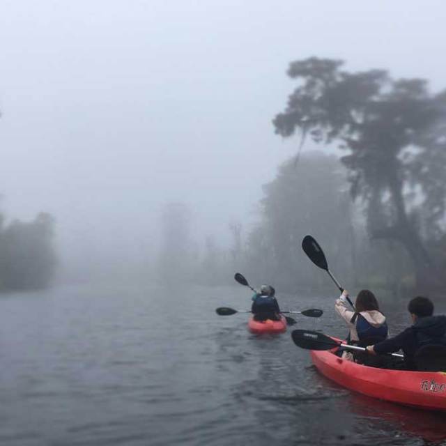foggy swamp tour in new orleans