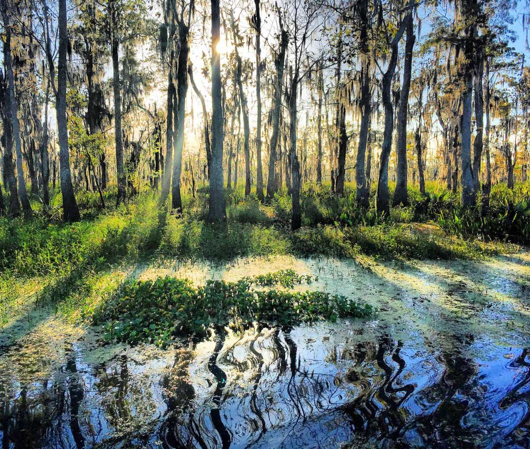 louisiana swamp new orleans