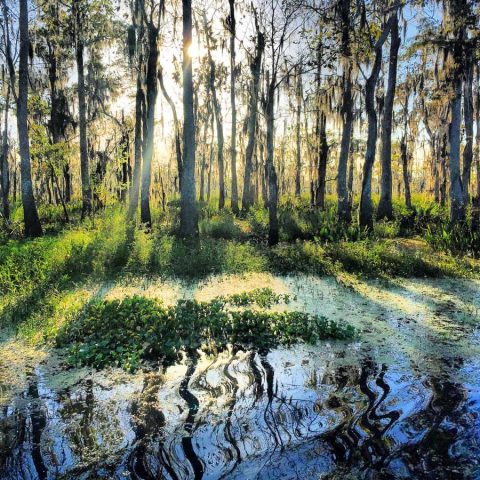 louisiana swamp new orleans