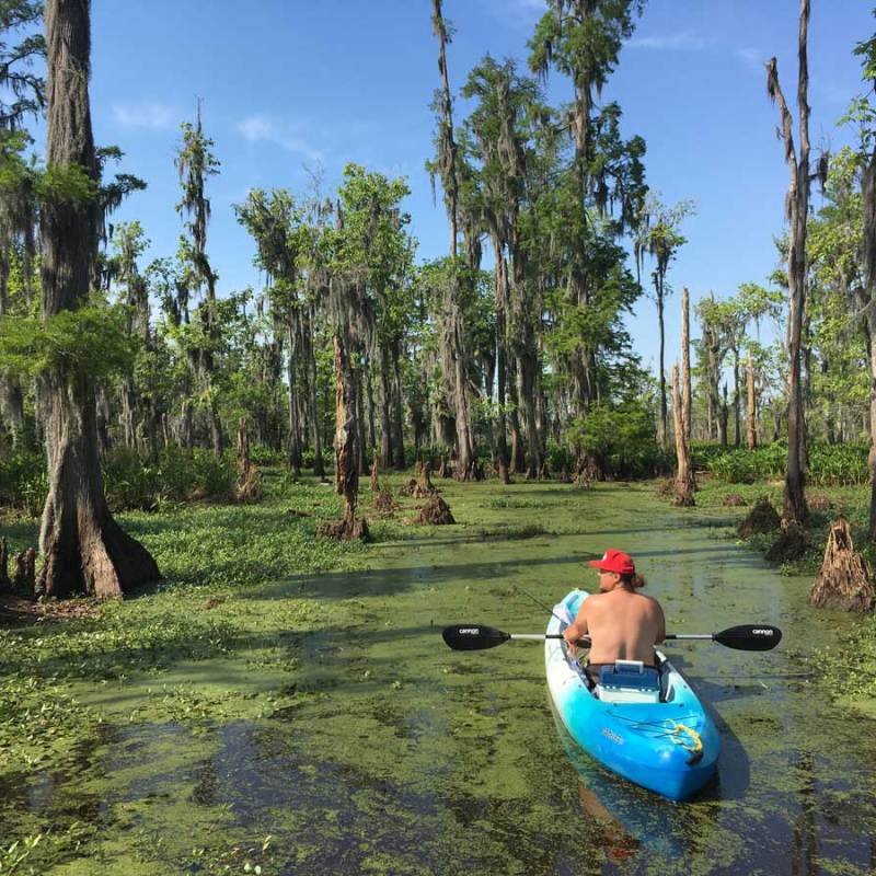 Louisiana Swamp