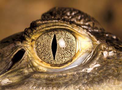 Alligator eye