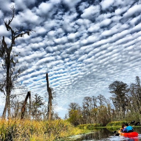 Kayak Swamp Tour