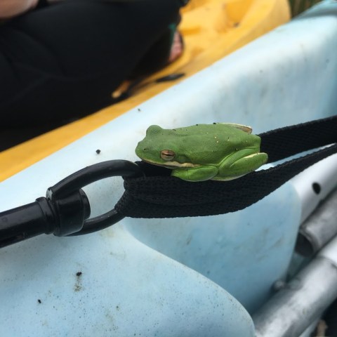 Frog in swamp on kayak