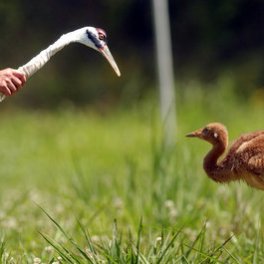 bird conservation in Louisiana