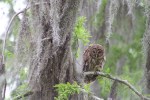 barred owl in a cypress tree