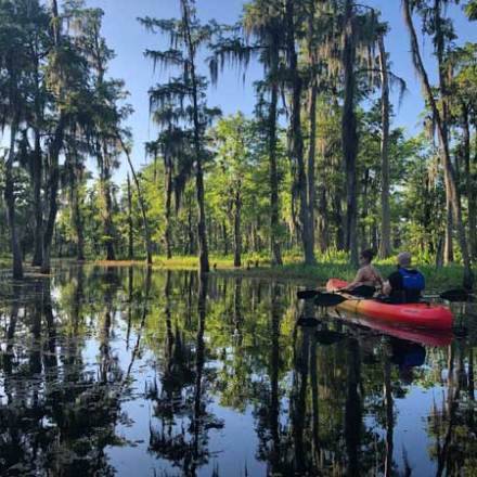 What the spring version of the swamp looks like