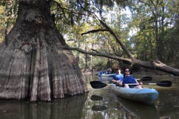 honey island swamp tours a large cypress tree with a couple kayaking next to it