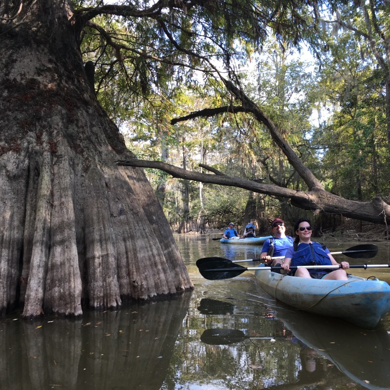honey island swamp tours a large cypress tree with a couple kayaking next to it