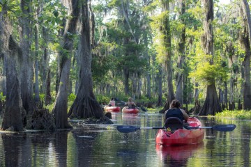 3 kayaks paddle through a cypress forest in manchac swamp
