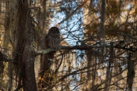 a barred owl sitting in a swamp tree in Maurepas swamp