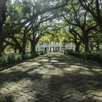 Photo Gallery | New Orleans Kayak Swamp Tours