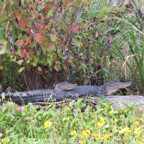 two alligators laying on top of one another