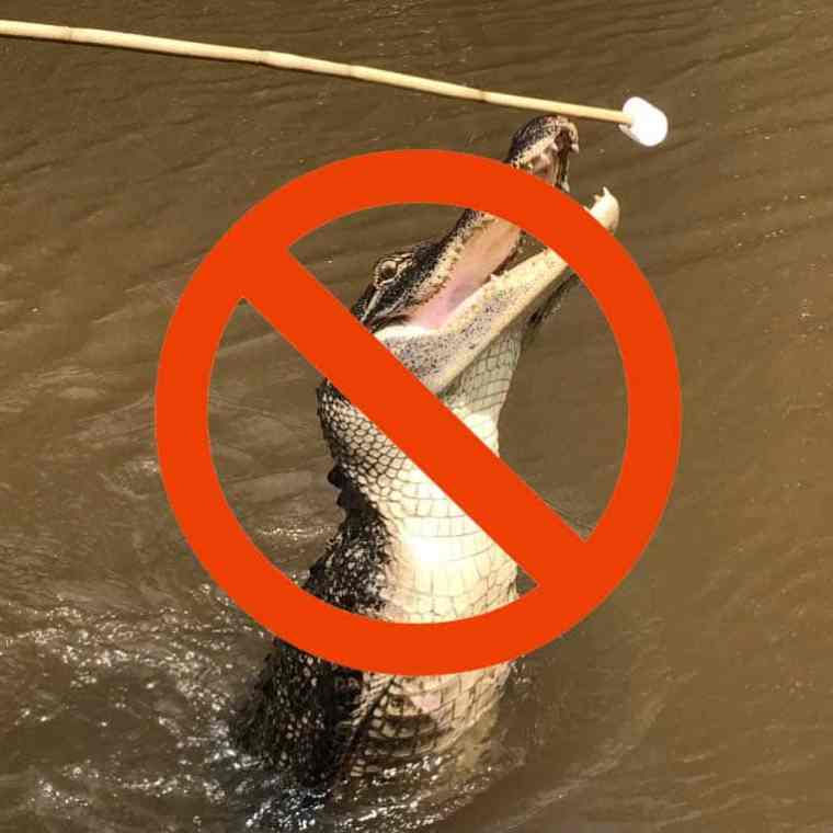 A alligator jumping for a marshmallow with a no sign over the photo