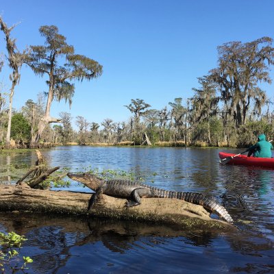 Photo Gallery | New Orleans Kayak Swamp Tours