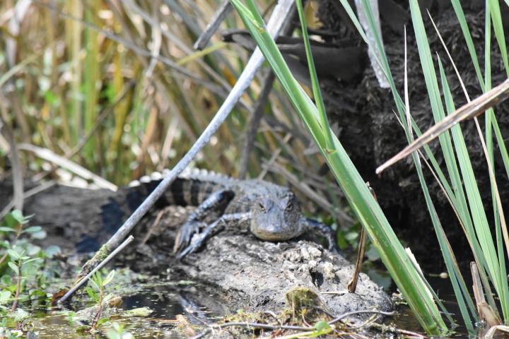 Alligator at Shell Bank