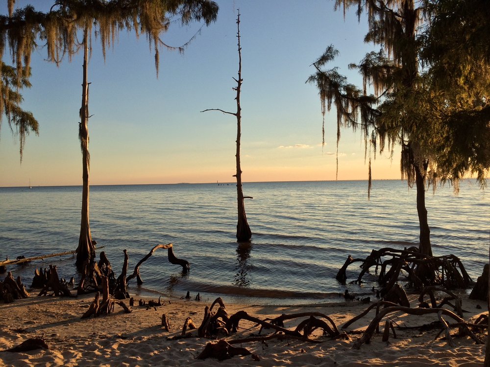 fontainbleau a group of palm trees next to a body of water