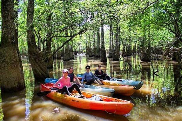 a person riding on the back of a boat next to a forest