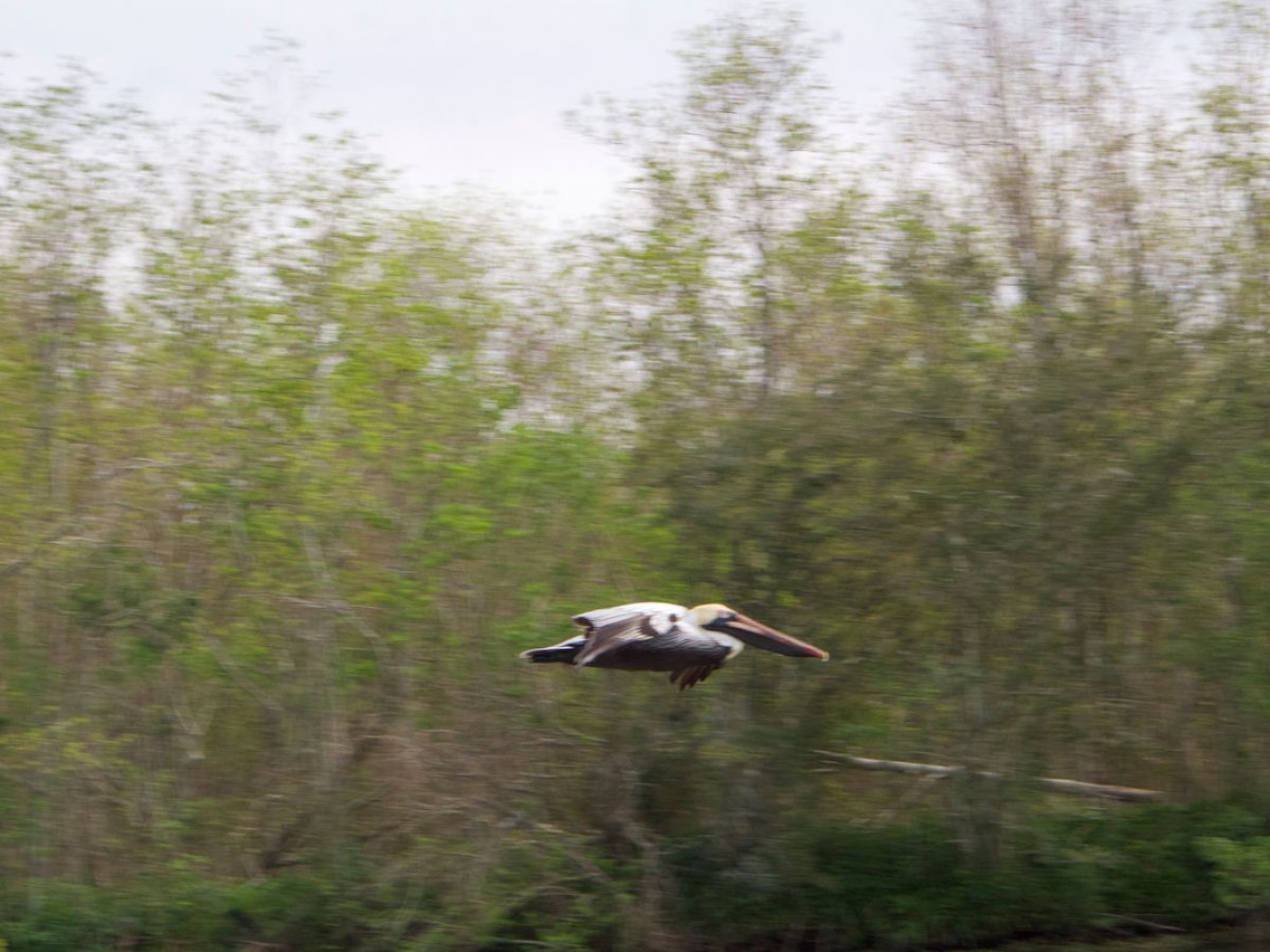 a bird flying over a forest