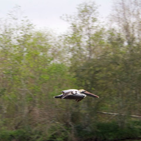 a bird flying over a forest