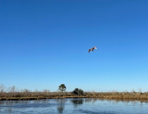 a clear calm blue sky day at 2pm near Bayou Bienvenue .of a a Roseate spoonbill with wings spread