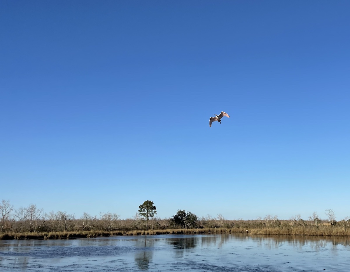 a clear calm blue sky day at 2pm near Bayou Bienvenue .of a a Roseate spoonbill with wings spread