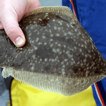 a close up of a person holding a fish