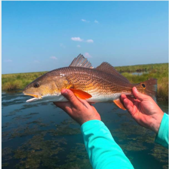 a hand holding a fish swimming under water