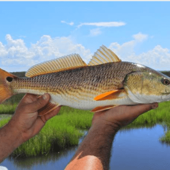 a man holding a fish swimming under water