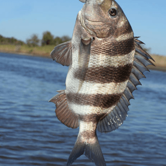 a fish located in a body of water