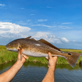 a man holding a fish in the water