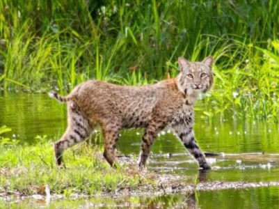 a cat that is standing in the grass