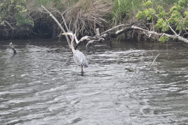 a group of giraffe standing next to a body of water