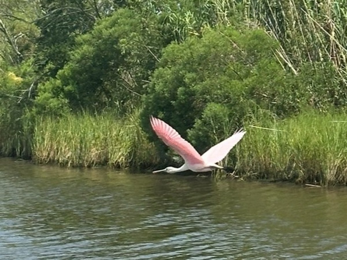 a bird flying over a body of water