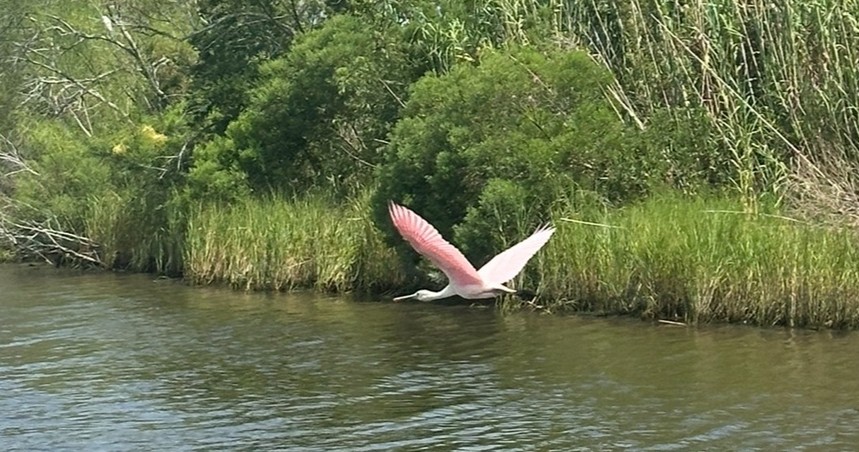 a bird flying over a body of water