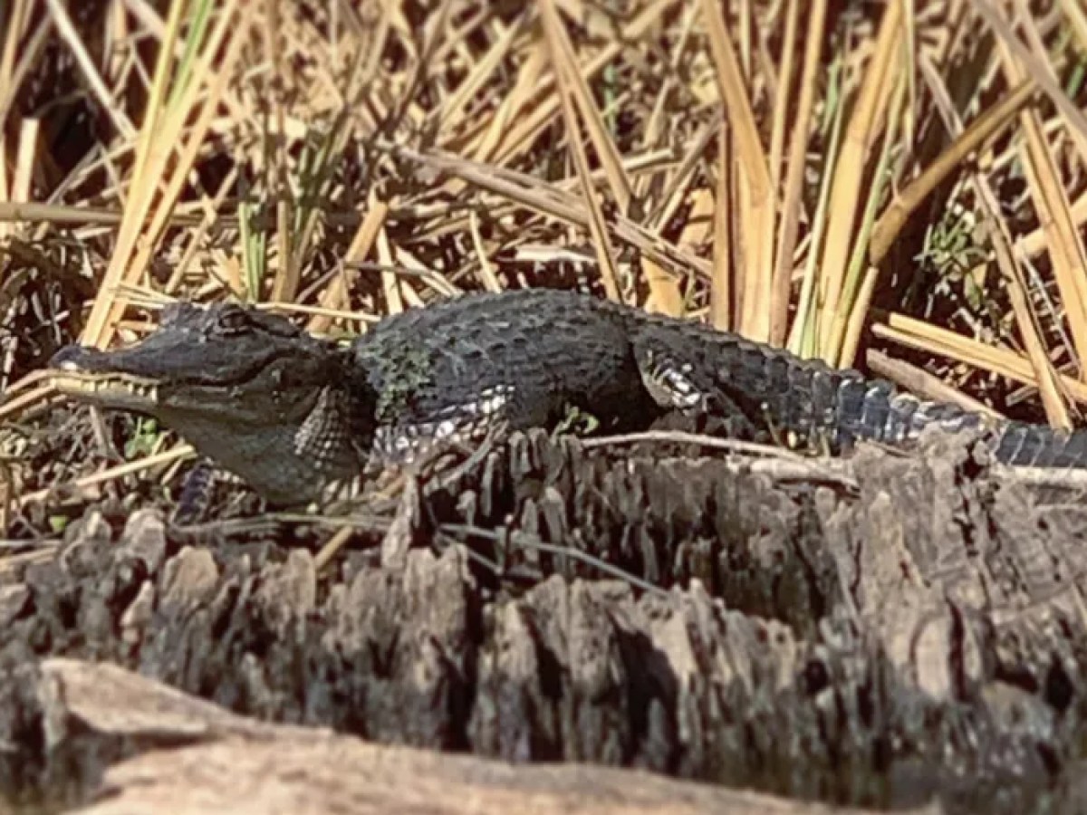 a bird sitting on a rock