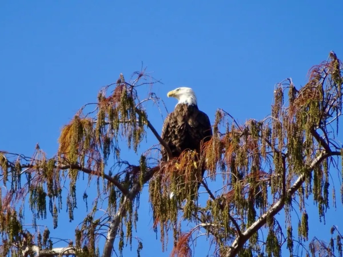 a bird perched on a tree branch
