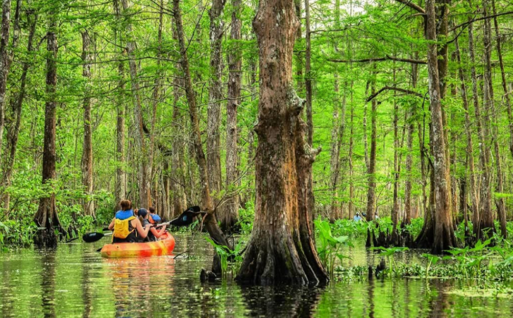 Two people kayaking in a lush green forested swamp with tall trees around.