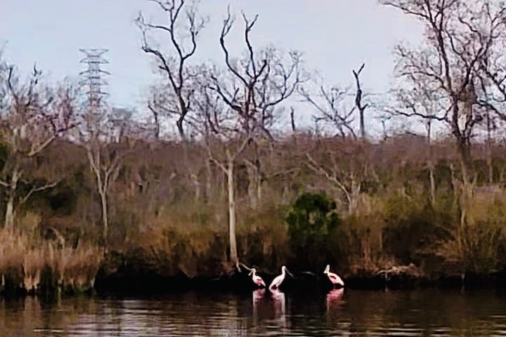 Three pink birds wading in water near leafless trees under a cloudy sky.