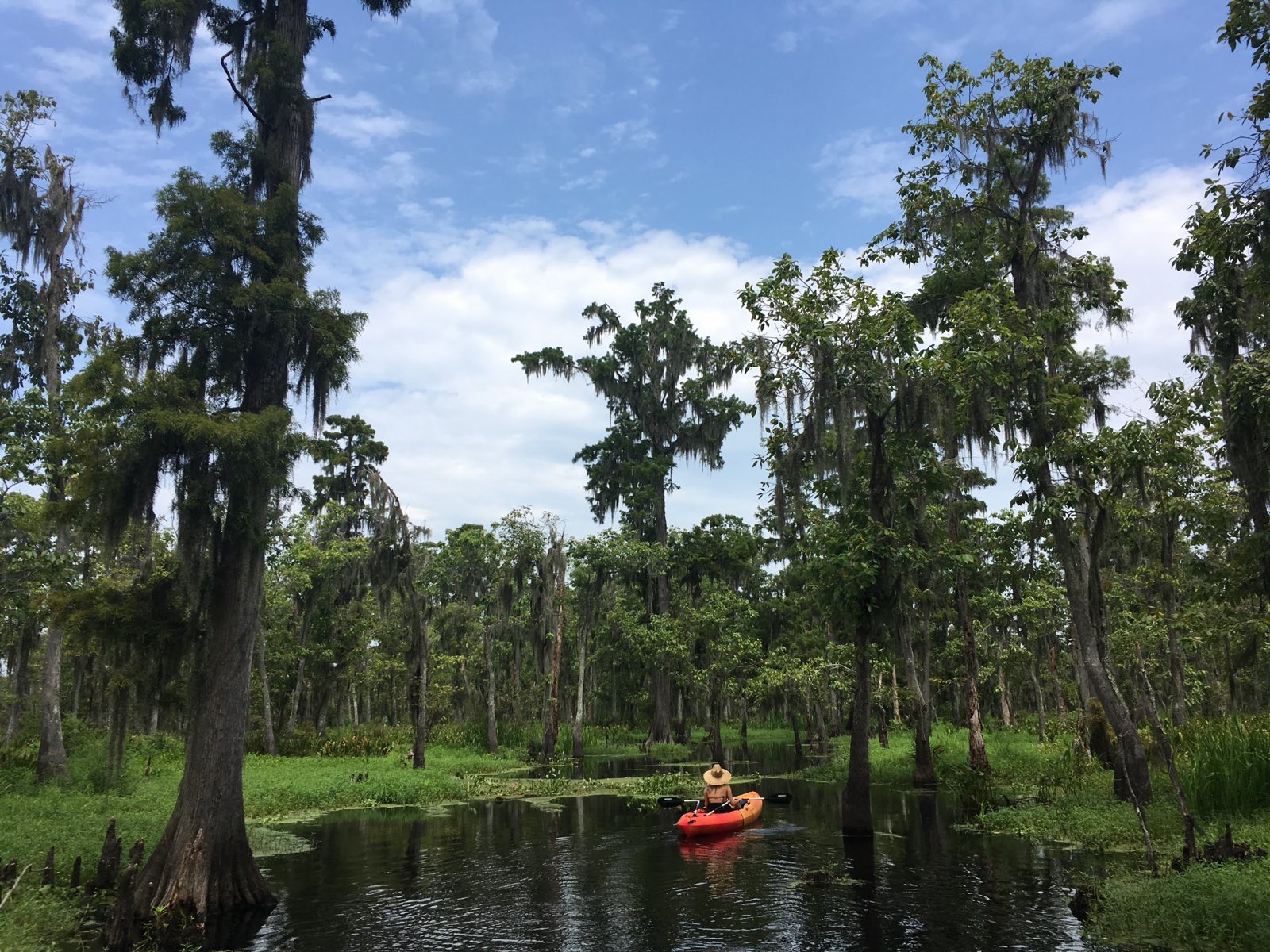 Louisiana cypress reflection on still bayou water, representative of the kind of restoration work happening at Bayou Bienvenue in the Lower 9th Ward