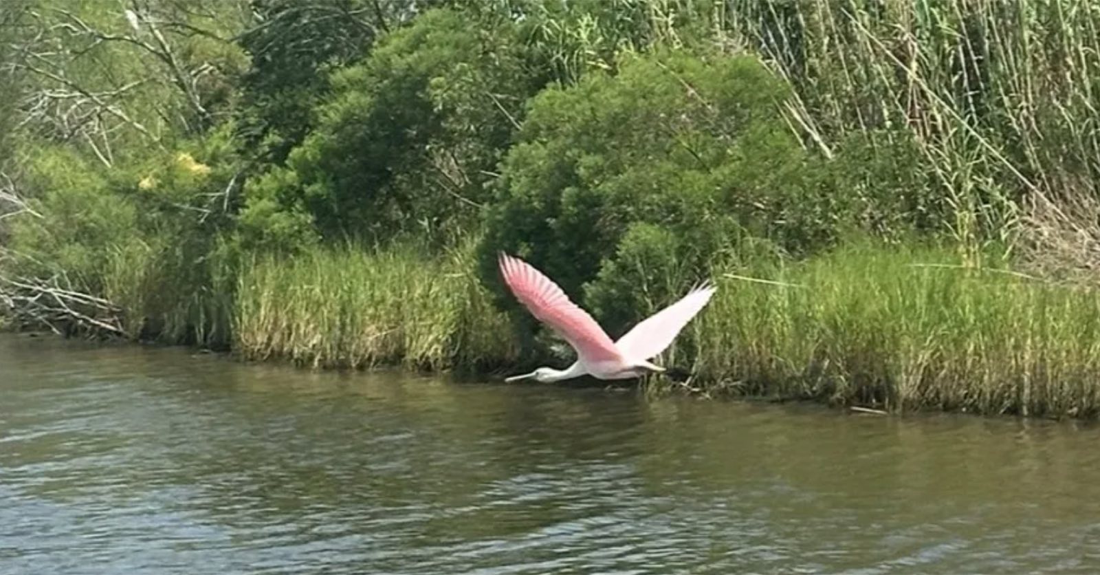Roseate spoonbill wading in a Louisiana bayou, one of the wildlife species visible on a Manchac swamp kayak tour