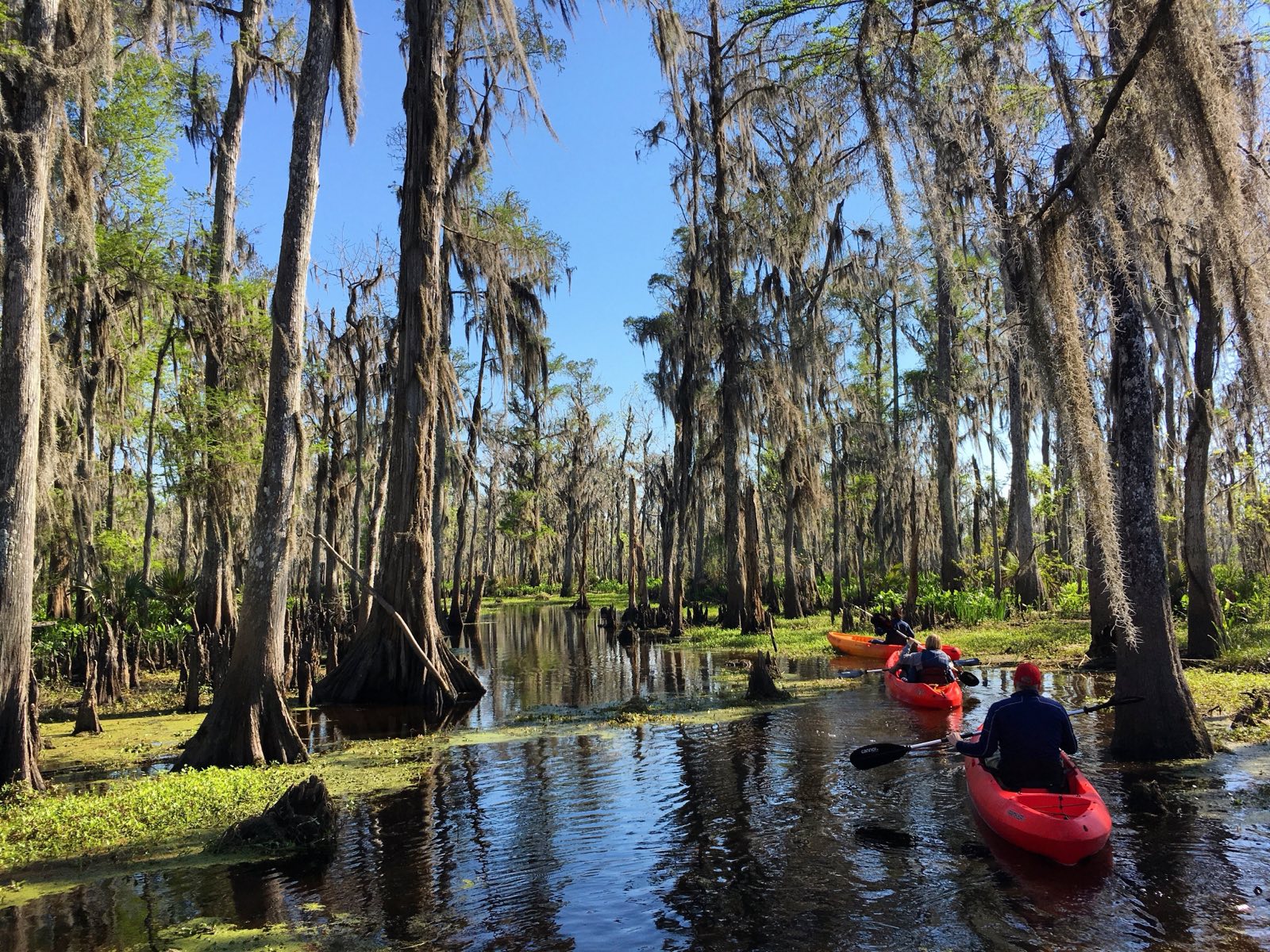 Louisiana cypress swamp canopy with bald cypress trees and Spanish moss reflecting on tannin-stained water