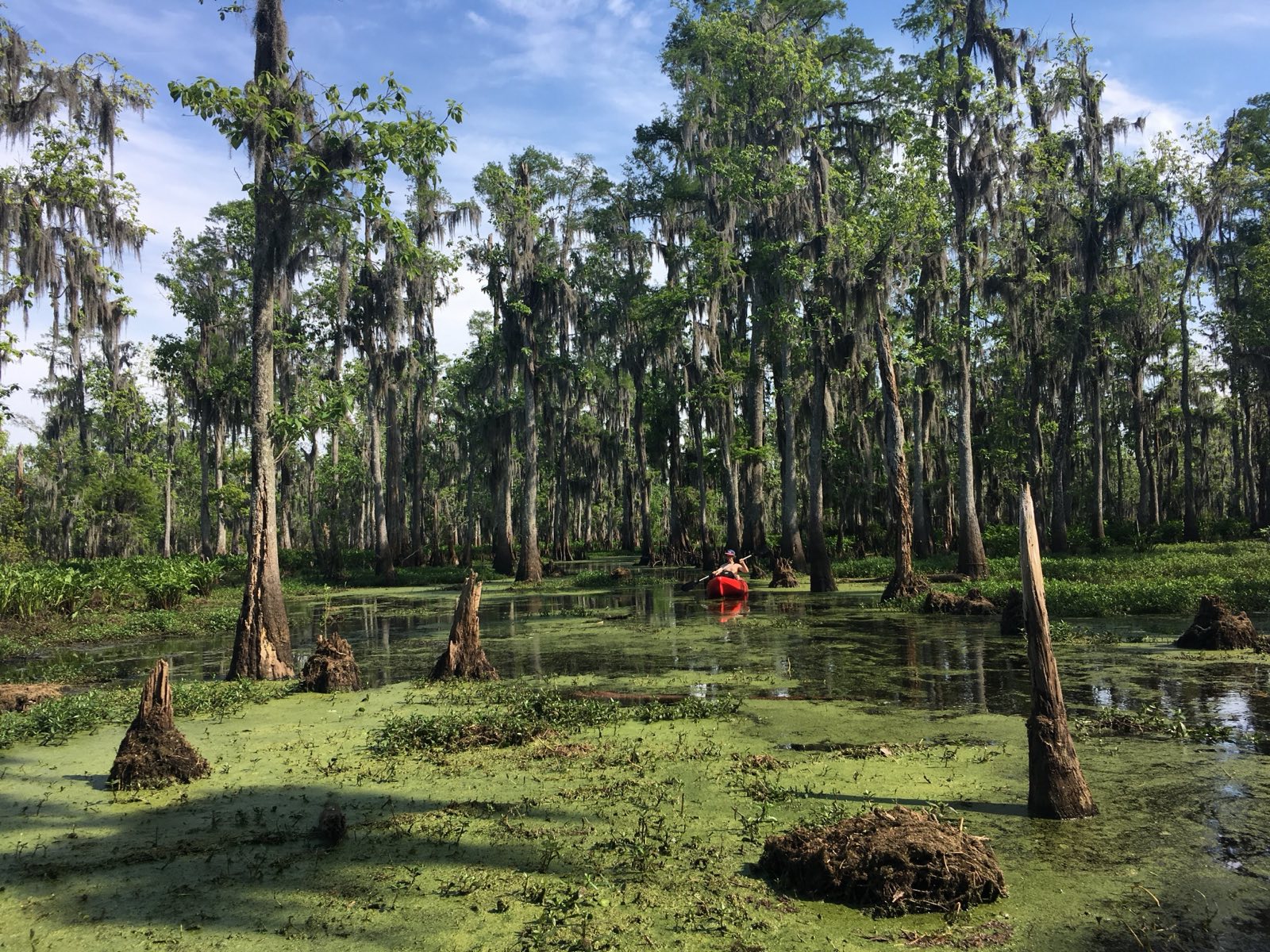 Manchac Swamp cypress canopy with Spanish moss draped over old-growth bald cypress, the second-largest cypress swamp in the United States