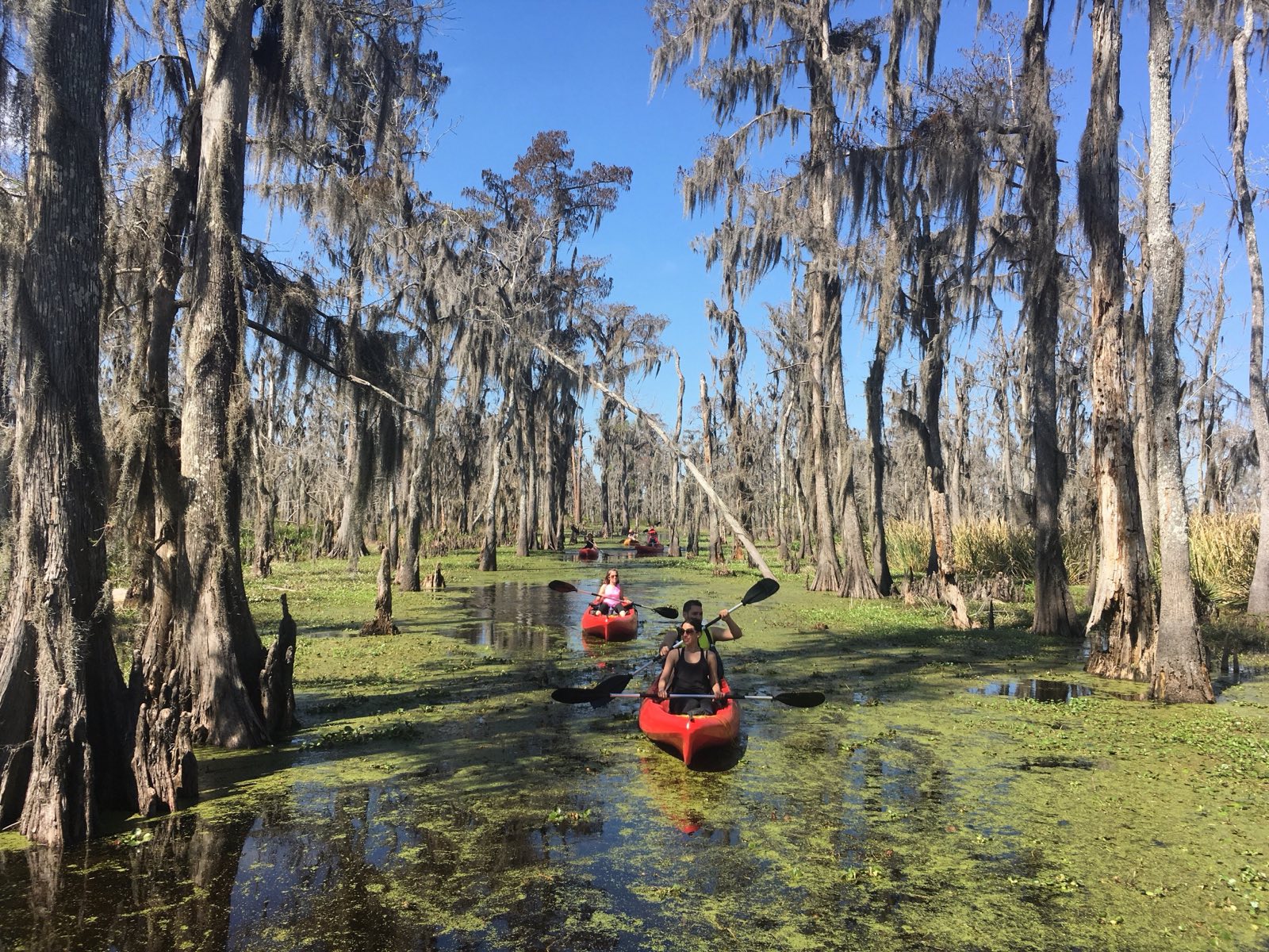 People kayaking through a swamp with trees and green water vegetation.